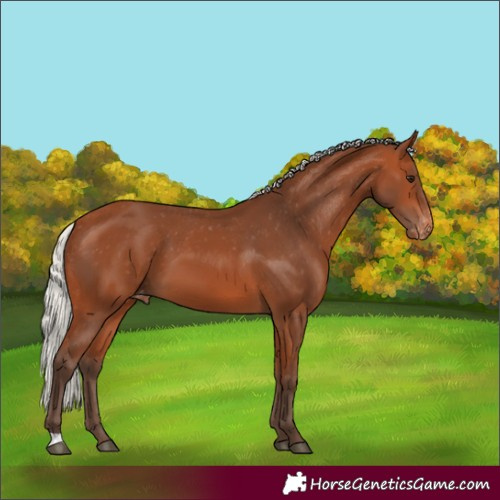 Horse Color:Silver Bay Varnish 