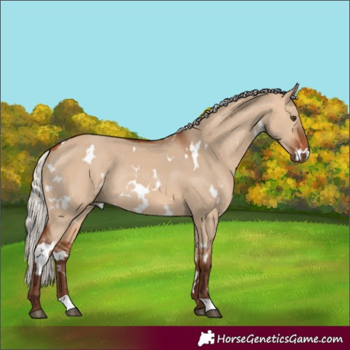 Horse Color:White Spotted Silver Bay Dun Rabicano