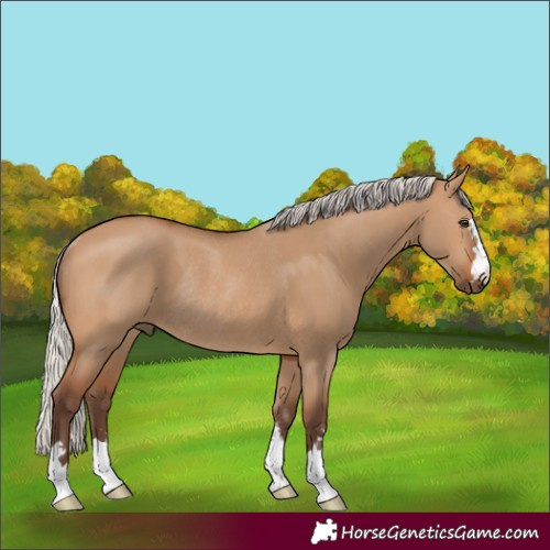 Horse Color:Silver Bay Dun Rabicano 