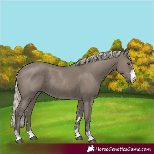 Horse Color:Silver Smoky Grullo Rabicano