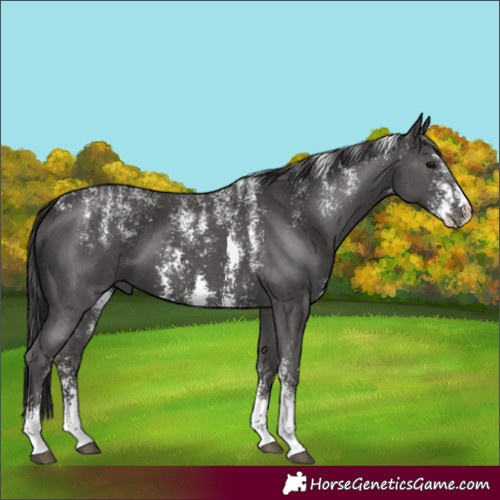 Horse Color:Powder White Smoky Black Sabino 