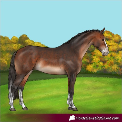 Horse Color:Bay and Bay Splash