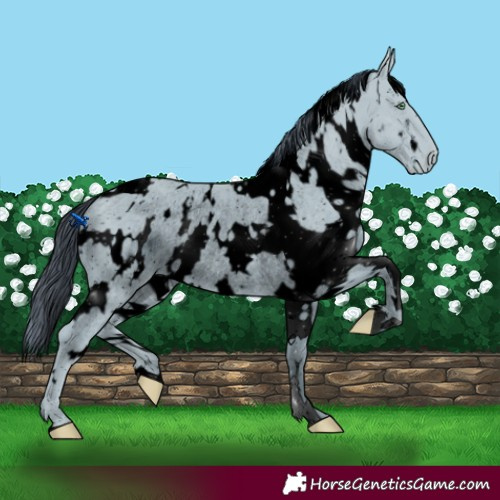 Horse Color:ERROR: UNKNOWN ANOMALY