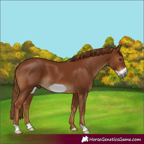 Horse Color:Gray Chestnut Frame