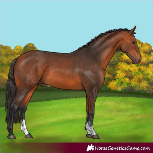 Horse Color:Bay Sabino 