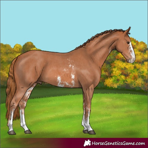 Horse Color:Chestnut Sabino 
