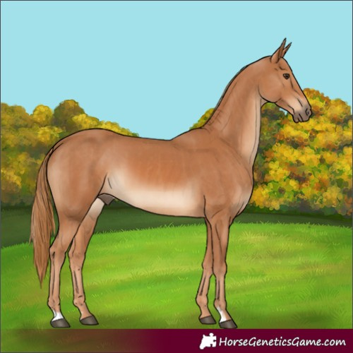 Horse Color:Unknown 