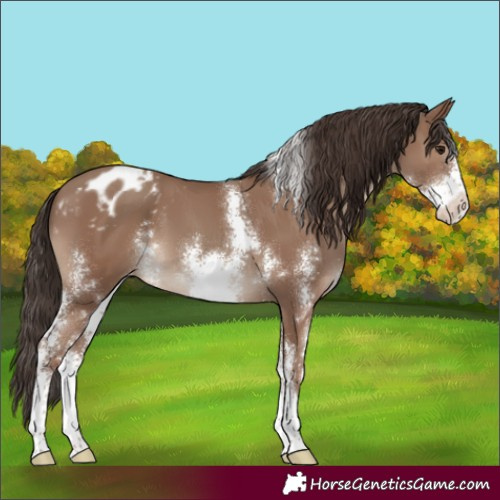 Horse Color:Classic Champagne Sabino Varnish
