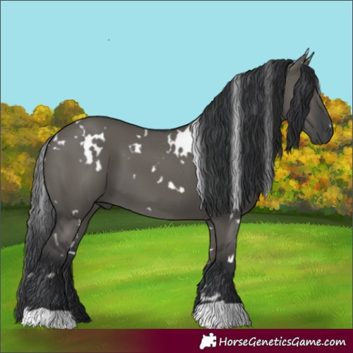 Horse Color:White Spotted Grullo