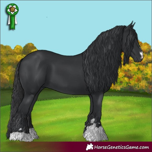 Horse Color:Black 