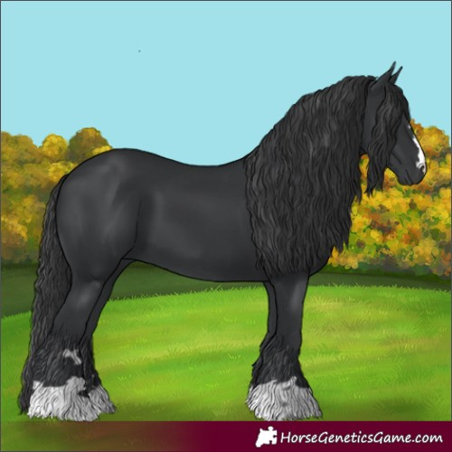 Horse Color:Black 