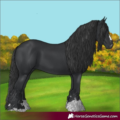 Horse Color:Black 