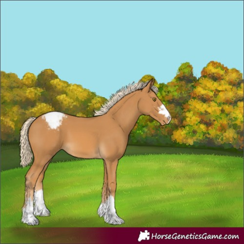 Horse Color:Palomino Appaloosa 
