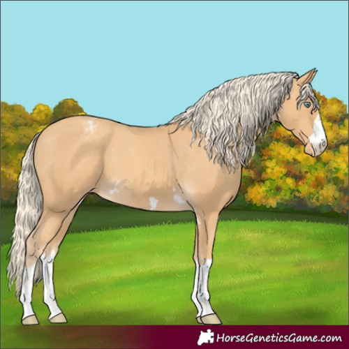 Horse Color:Gold Cream Champagne Appaloosa