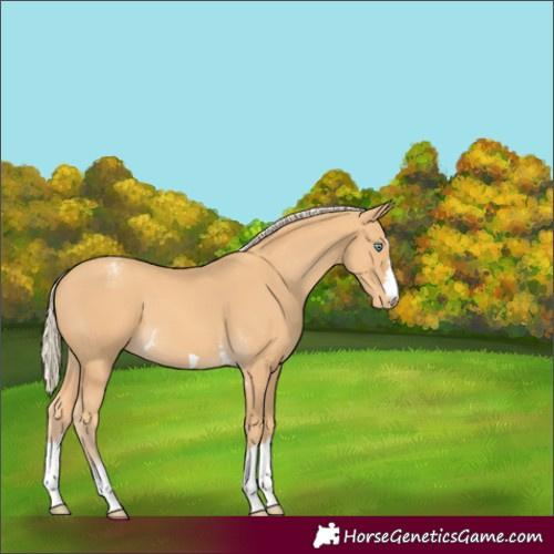 Horse Color:Gold Cream Champagne Appaloosa 