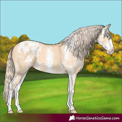 Horse Color:Gold Cream Champagne Dun Sabino Appaloosa