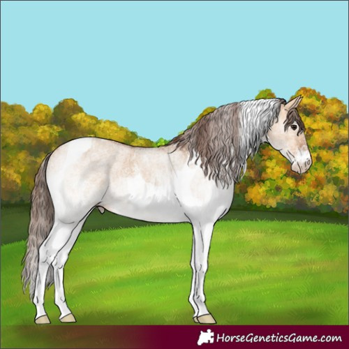 Horse Color:White Spotted Bay Dun Tobiano Appaloosa