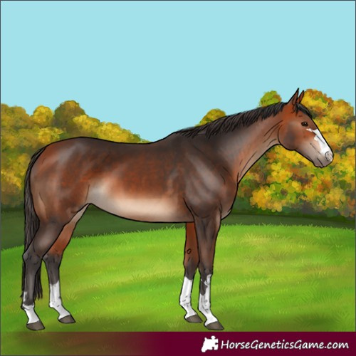 Horse Color:Bay and Bay