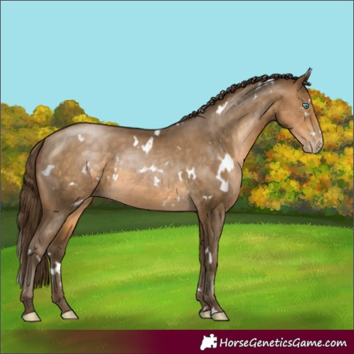 Horse Color:Gray White Spotted Buckskin Pearl