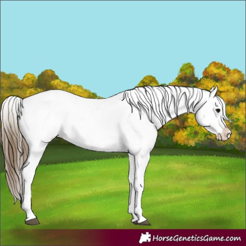 Horse Color:Buckskin Sabino Snowcap Rabicano