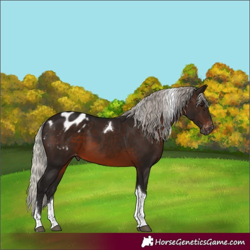 Horse Color:Gray Silver Brown Tobiano Appaloosa