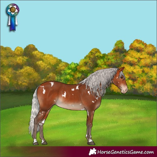 Horse Color:White Spotted Silver Bay Varnish Rabicano 