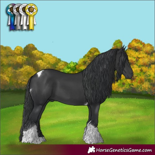 Horse Color:Black Tobiano