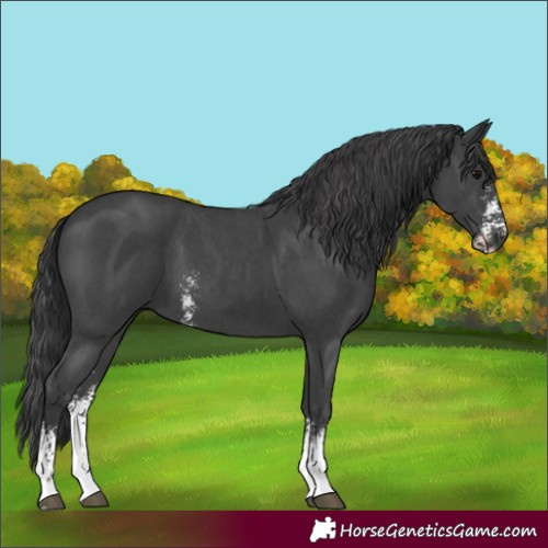 Horse Color:Black Sabino 
