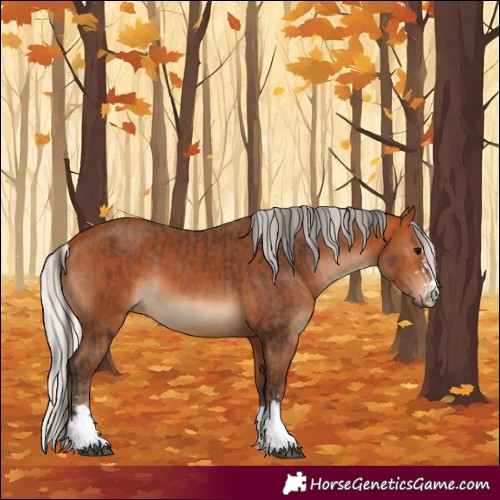 Horse Color:Bay and Silver Bay