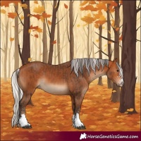 Horse Color:Bay and Silver Bay