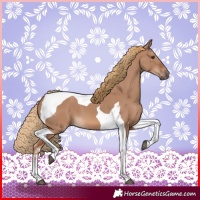 Horse Color:Red Dun Tobiano