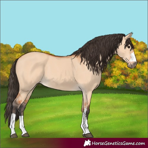 Horse Color:Bay Dun