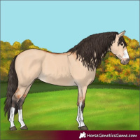 Horse Color:Bay Dun