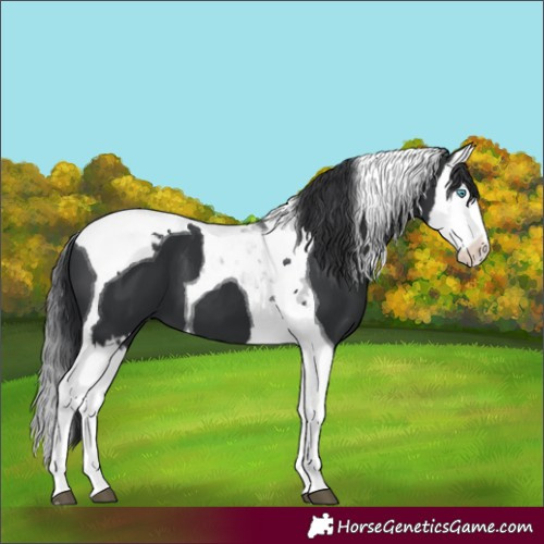 Horse Color:Black Splash Tobiano 
