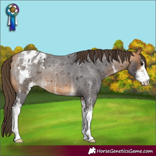 Horse Color:Buckskin Roan Sabino Appaloosa