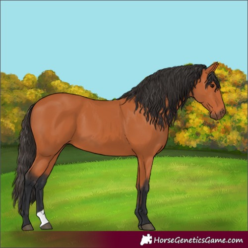 Horse Color:Bay 
