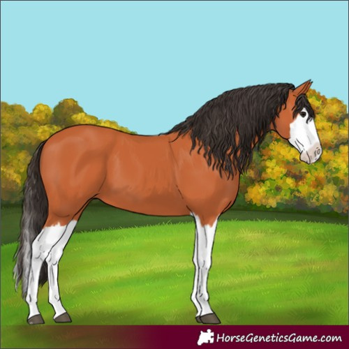 Horse Color:Bay Splash 