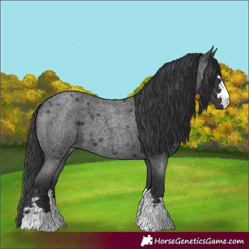 Horse Color:Blue Roan