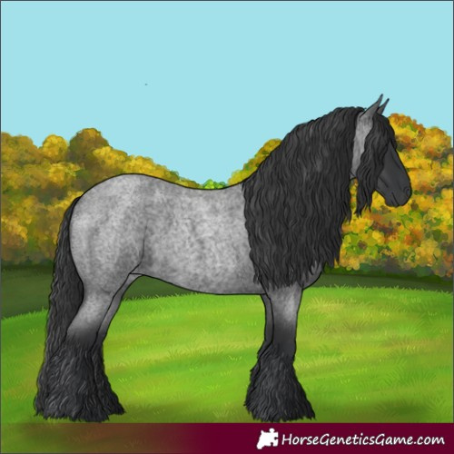 Horse Color:Blue Roan 