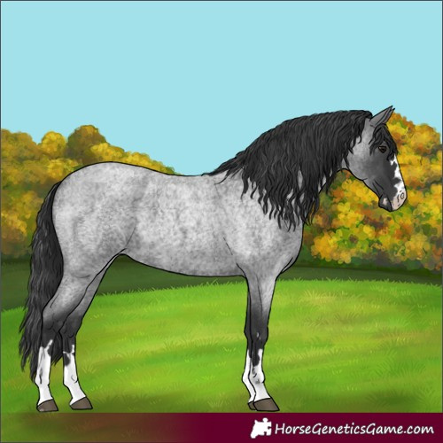 Horse Color:Blue Roan 