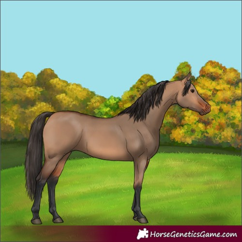 Horse Color:Bay Dun 