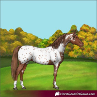 Horse Color:Chestnut Near Leopard