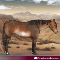 Horse Color:Bay and Bay Frame