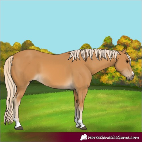Horse Color:Palomino