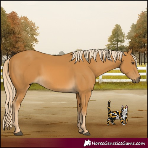 Horse Color:Palomino 