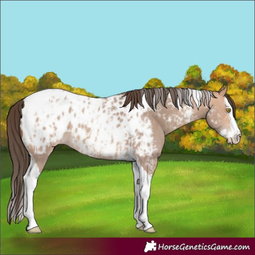 Horse Color:Amber Champagne Sabino Tobiano Appaloosa  and Amber Champagne Sabino Splash Tobiano Appaloosa 