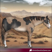 Horse Color:Black  and Classic Champagne 