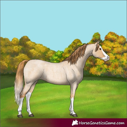 Horse Color:Red Dun Roan Splash