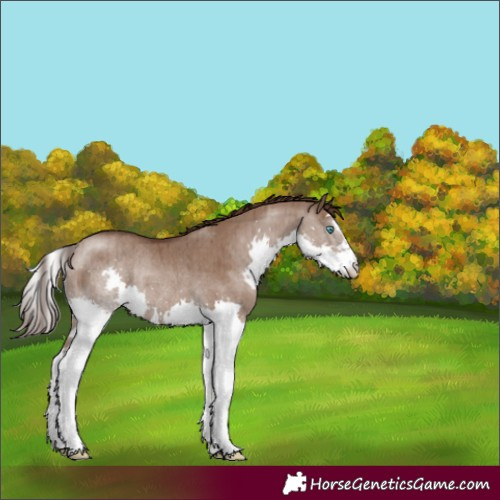 Horse Color:Liver Red Dun Splash Rabicano Brindle