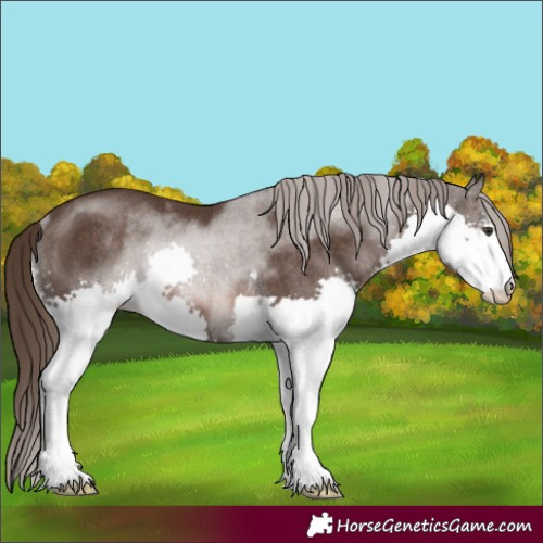 Horse Color:Liver Chestnut Splash Rabicano